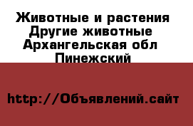 Животные и растения Другие животные. Архангельская обл.,Пинежский 